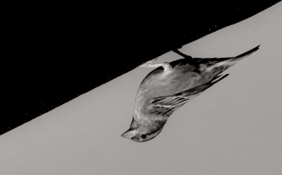 <i class='fa fa-user'></i>&nbsp;Anneke66&nbsp;|   Huismus&nbsp; <i class='fa fa-eye'>&nbsp;606</i> &nbsp;<i class='fa fa-thumbs-up'>&nbsp;11</i> &nbsp; <i class='fa fa-comment-o'>&nbsp;19</i>