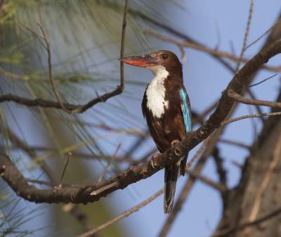Deze Smyrnaijsvogel heb ik gefotografeerd op een strand in Sri Lanka s'morgens vroeg. De vogel was aan het jagen op grote insecten en was redelijk te benaderen.