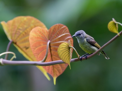 <i class='fa fa-user'></i>&nbsp;Paul van Giersbergen&nbsp;|   Fluweelhoningzuiger&nbsp; <i class='fa fa-eye'>&nbsp;306</i> &nbsp; <i class='fa fa-comment-o'>&nbsp;5</i>