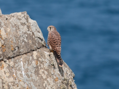 Deze Torenvalk zat rustig op de kliffen bij de oceaan en gaf mij volop tijd om fotos te maken.