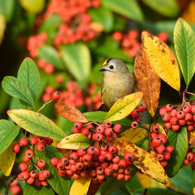 <i class='fa fa-user'></i>&nbsp;Mies&nbsp;|   Goudhaan&nbsp; <i class='fa fa-eye'>&nbsp;350</i> &nbsp; <i class='fa fa-comment-o'>&nbsp;6</i>