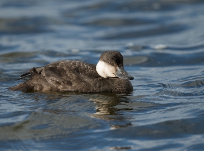 <i class='fa fa-user'></i>&nbsp;Wilfried Solarz&nbsp;|   Zwarte Zee-eend&nbsp; <i class='fa fa-eye'>&nbsp;400</i> &nbsp;<i class='fa fa-thumbs-up'>&nbsp;1</i> &nbsp; <i class='fa fa-comment-o'>&nbsp;9</i>