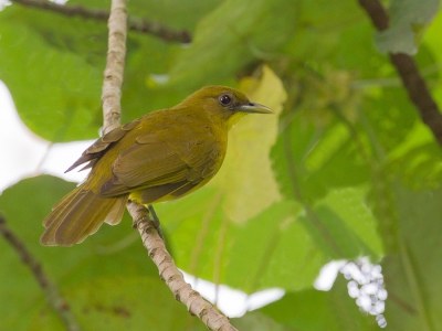 <i class='fa fa-user'></i>&nbsp;Paul van Giersbergen&nbsp;|   Sulabuulbuul&nbsp; <i class='fa fa-eye'>&nbsp;212</i> &nbsp; <i class='fa fa-comment-o'>&nbsp;1</i>