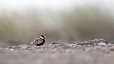 <i class='fa fa-user'></i>&nbsp;Bouke Atema&nbsp;|   Zwartkruinvinkleeuwerik&nbsp; <i class='fa fa-eye'>&nbsp;340</i> &nbsp;<i class='fa fa-thumbs-up'>&nbsp;1</i> &nbsp; <i class='fa fa-comment-o'>&nbsp;5</i>