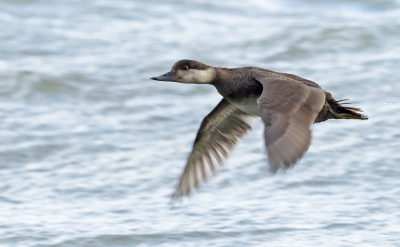 <i class='fa fa-user'></i>&nbsp;Jakob Keun&nbsp;|   Zwarte Zee-eend&nbsp; <i class='fa fa-eye'>&nbsp;392</i> &nbsp; <i class='fa fa-comment-o'>&nbsp;7</i>