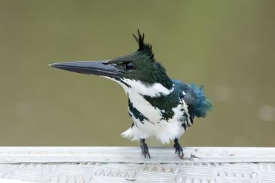 <i class='fa fa-user'></i>&nbsp;martin lok&nbsp;|   Amazoneijsvogel&nbsp; <i class='fa fa-eye'>&nbsp;333</i> &nbsp;<i class='fa fa-thumbs-up'>&nbsp;2</i> &nbsp; <i class='fa fa-comment-o'>&nbsp;4</i>