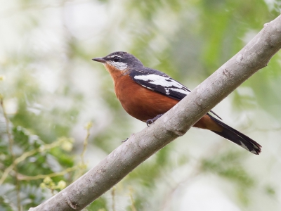 <i class='fa fa-user'></i>&nbsp;Paul van Giersbergen&nbsp;|   Roodbuiktriller&nbsp; <i class='fa fa-eye'>&nbsp;232</i> &nbsp; <i class='fa fa-comment-o'>&nbsp;1</i>