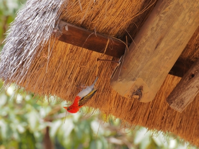 <i class='fa fa-user'></i>&nbsp;guido mwm&nbsp;|   Scharlaken Wever&nbsp; <i class='fa fa-eye'>&nbsp;353</i> &nbsp; <i class='fa fa-comment-o'>&nbsp;6</i>