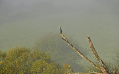 Morgens vroeg was het nog mistig zeker op Le Doubs met een op de uitkijk zittende  aalscholver. De sfeer beviel me