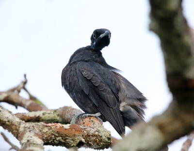 <i class='fa fa-user'></i>&nbsp;Theo Hendriks&nbsp;|   Kaalnekvruchtenkraai&nbsp; <i class='fa fa-eye'>&nbsp;240</i> &nbsp; <i class='fa fa-comment-o'>&nbsp;1</i>