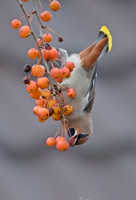 <i class='fa fa-user'></i>&nbsp;Jakob Keun&nbsp;|   Pestvogel&nbsp; <i class='fa fa-eye'>&nbsp;848</i> &nbsp;<i class='fa fa-thumbs-up'>&nbsp;18</i> &nbsp; <i class='fa fa-comment-o'>&nbsp;18</i>