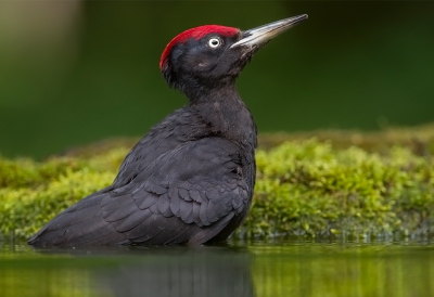 <i class='fa fa-user'></i>&nbsp;charlysax&nbsp;|   Zwarte Specht&nbsp; <i class='fa fa-eye'>&nbsp;604</i> &nbsp;<i class='fa fa-thumbs-up'>&nbsp;4</i> &nbsp; <i class='fa fa-comment-o'>&nbsp;1</i>