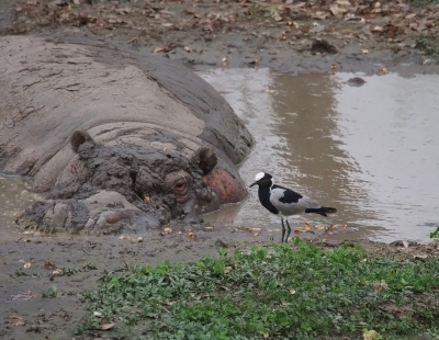 <i class='fa fa-user'></i>&nbsp;guido mwm&nbsp;|   Smidsplevier&nbsp; <i class='fa fa-eye'>&nbsp;430</i> &nbsp;<i class='fa fa-thumbs-up'>&nbsp;1</i> &nbsp; <i class='fa fa-comment-o'>&nbsp;11</i>