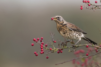 <i class='fa fa-user'></i>&nbsp;anevanrees&nbsp;|   Kramsvogel&nbsp; <i class='fa fa-eye'>&nbsp;661</i> &nbsp;<i class='fa fa-thumbs-up'>&nbsp;14</i> &nbsp; <i class='fa fa-comment-o'>&nbsp;20</i>