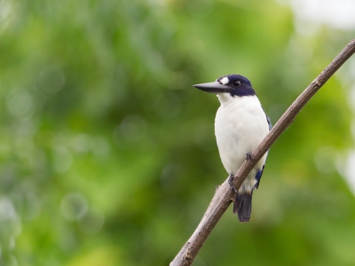 <i class='fa fa-user'></i>&nbsp;Paul van Giersbergen&nbsp;|   Noord-Molukse IJsvogel&nbsp; <i class='fa fa-eye'>&nbsp;213</i> &nbsp; <i class='fa fa-comment-o'>&nbsp;3</i>
