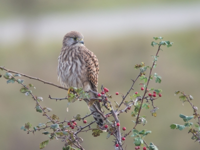 <i class='fa fa-user'></i>&nbsp;Marcel van der Tol&nbsp;|   Torenvalk&nbsp; <i class='fa fa-eye'>&nbsp;437</i> &nbsp;<i class='fa fa-thumbs-up'>&nbsp;4</i> &nbsp; <i class='fa fa-comment-o'>&nbsp;10</i>