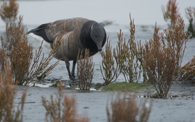 <i class='fa fa-user'></i>&nbsp;Wijnand van Buuren&nbsp;|   Rotgans&nbsp; <i class='fa fa-eye'>&nbsp;374</i> &nbsp;<i class='fa fa-thumbs-up'>&nbsp;3</i> &nbsp; <i class='fa fa-comment-o'>&nbsp;5</i>