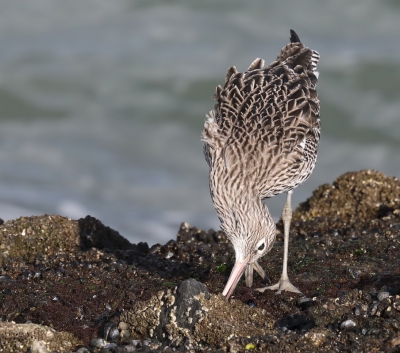 <i class='fa fa-user'></i>&nbsp;loek van de Leur&nbsp;|   Wulp&nbsp; <i class='fa fa-eye'>&nbsp;374</i> &nbsp; <i class='fa fa-comment-o'>&nbsp;3</i>