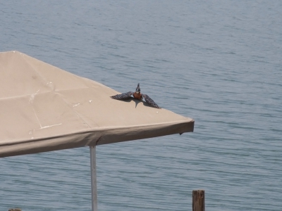 <i class='fa fa-user'></i>&nbsp;guido mwm&nbsp;|   Afrikaanse Reuzenijsvogel&nbsp; <i class='fa fa-eye'>&nbsp;436</i> &nbsp; <i class='fa fa-comment-o'>&nbsp;6</i>