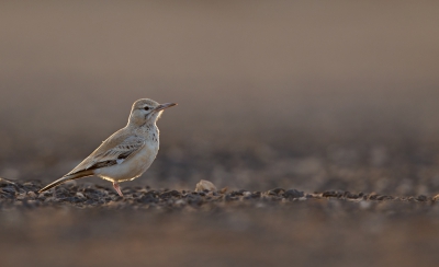 <i class='fa fa-user'></i>&nbsp;Bouke Atema&nbsp;|   Witbandleeuwerik&nbsp; <i class='fa fa-eye'>&nbsp;327</i> &nbsp;<i class='fa fa-thumbs-up'>&nbsp;1</i> &nbsp; <i class='fa fa-comment-o'>&nbsp;9</i>