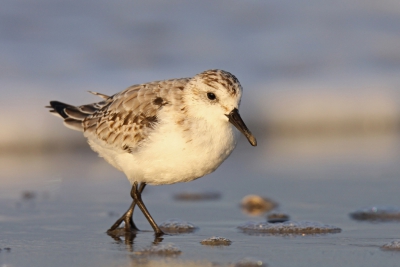 Eindelijk een keer bij het strand en de tijd genomen voor het fotograferen van deze mooie beweeglijke vogeltjes.