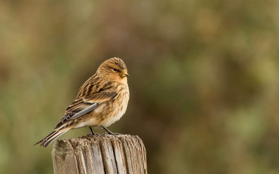 Soms word je verrast door een opvliegend vogeltje die je niet gelijk op naam kunt brengen maar als die nog eens 3 sec. op 4m. voor je op een paaltje gaat zitten en je de gelegenheid geeft om er twee foto's van te maken dan heb je een "schot" uit de loterij, toch?
Het was al 3 jaar geleden dat de Frater op Walcheren werd waargenomen.