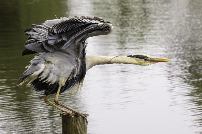 Langdurig schonk de reiger alle aandacht aan het fatsoeneren van de bekleding, waardoor hij goed benaderbaar was. De foto werd gemaakt op het moment dat de reiger voor een finishing touch zijn bekleding nog eens even goed losschudde.