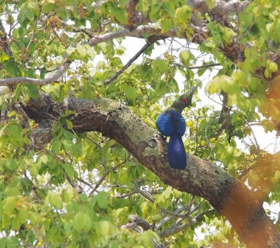 <i class='fa fa-user'></i>&nbsp;guido mwm&nbsp;|   Schalows Toerako&nbsp; <i class='fa fa-eye'>&nbsp;375</i> &nbsp; <i class='fa fa-comment-o'>&nbsp;11</i>