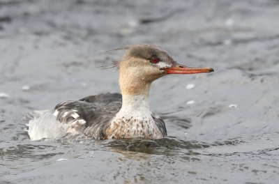 <i class='fa fa-user'></i>&nbsp;loek van de Leur&nbsp;|   Middelste Zaagbek&nbsp; <i class='fa fa-eye'>&nbsp;423</i> &nbsp;<i class='fa fa-thumbs-up'>&nbsp;6</i> &nbsp; <i class='fa fa-comment-o'>&nbsp;15</i>