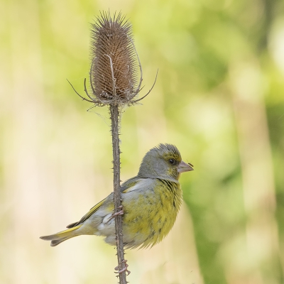 <i class='fa fa-user'></i>&nbsp;Marie-Jos� Boon&nbsp;|   Groenling&nbsp; <i class='fa fa-eye'>&nbsp;358</i> &nbsp;<i class='fa fa-thumbs-up'>&nbsp;5</i> &nbsp; <i class='fa fa-comment-o'>&nbsp;12</i>