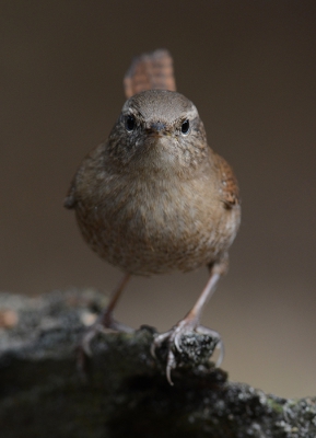 <i class='fa fa-user'></i>&nbsp;Koekieman&nbsp;|   Winterkoning&nbsp; <i class='fa fa-eye'>&nbsp;373</i> &nbsp; <i class='fa fa-comment-o'>&nbsp;6</i>