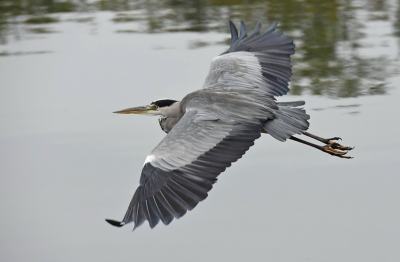 vanaf een varende boot een beetje moeilijk met een monopod te werken zeker als deze blauwe reiger voorbij vliegt, dus hunting