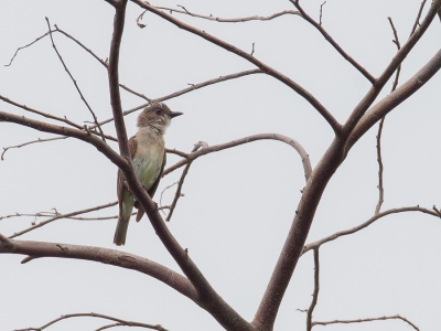 <i class='fa fa-user'></i>&nbsp;Paul van Giersbergen&nbsp;|   Molukse Fluiter&nbsp; <i class='fa fa-eye'>&nbsp;248</i> &nbsp; <i class='fa fa-comment-o'>&nbsp;0</i>