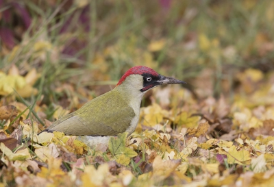 <i class='fa fa-user'></i>&nbsp;dreupiet&nbsp;|   Groene Specht&nbsp; <i class='fa fa-eye'>&nbsp;442</i> &nbsp;<i class='fa fa-thumbs-up'>&nbsp;6</i> &nbsp; <i class='fa fa-comment-o'>&nbsp;11</i>