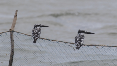 Deze twee Bonte IJsvogels hadden geen aandacht voor mij, maar waren allebei geintereseerd  in misschien hetzelfde visje !
