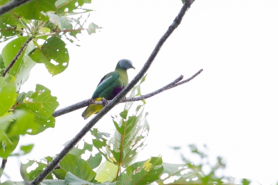 <i class='fa fa-user'></i>&nbsp;Paul van Giersbergen&nbsp;|   Grijskopjufferduif&nbsp; <i class='fa fa-eye'>&nbsp;190</i> &nbsp; <i class='fa fa-comment-o'>&nbsp;0</i>