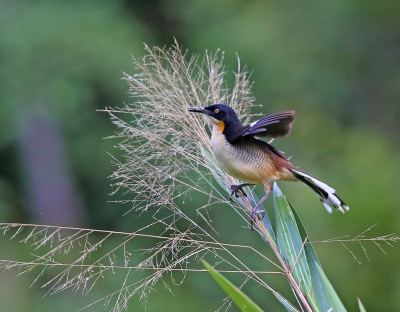 <i class='fa fa-user'></i>&nbsp;Theo Hendriks&nbsp;|   Zwartkopdonacobius&nbsp; <i class='fa fa-eye'>&nbsp;249</i> &nbsp;<i class='fa fa-thumbs-up'>&nbsp;1</i> &nbsp; <i class='fa fa-comment-o'>&nbsp;2</i>