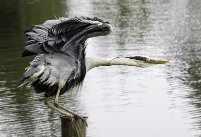 Langdurig schonk de reiger alle aandacht aan het fatsoeneren van zijn bekleding, waardoor hij goed benaderbaar was. De foto werd gemaakt op het moment dat de reiger als een finishing touch die bekleding nog eens goed losschudde.