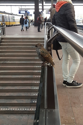 <i class='fa fa-user'></i>&nbsp;Peter Soer&nbsp;|   Spreeuw&nbsp; <i class='fa fa-eye'>&nbsp;817</i> &nbsp;<i class='fa fa-thumbs-up'>&nbsp;7</i> &nbsp; <i class='fa fa-comment-o'>&nbsp;10</i>