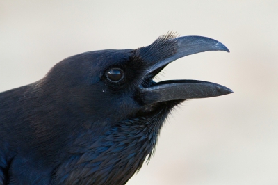 <i class='fa fa-user'></i>&nbsp;JHR&nbsp;|   Raaf&nbsp; <i class='fa fa-eye'>&nbsp;425</i> &nbsp;<i class='fa fa-thumbs-up'>&nbsp;4</i> &nbsp; <i class='fa fa-comment-o'>&nbsp;7</i>