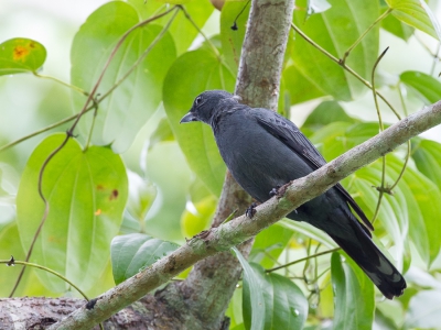 <i class='fa fa-user'></i>&nbsp;Paul van Giersbergen&nbsp;|   Monniksrupsvogel&nbsp; <i class='fa fa-eye'>&nbsp;164</i> &nbsp; <i class='fa fa-comment-o'>&nbsp;0</i>