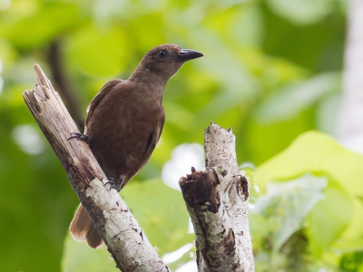 <i class='fa fa-user'></i>&nbsp;Paul van Giersbergen&nbsp;|   Halmaherawielewaal&nbsp; <i class='fa fa-eye'>&nbsp;169</i> &nbsp; <i class='fa fa-comment-o'>&nbsp;1</i>
