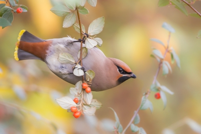 Gisteren in alle rust deze foto kunnen maken van de geweldig mooie Pestvogel, en dat ( bijna) in onze achtertuin.