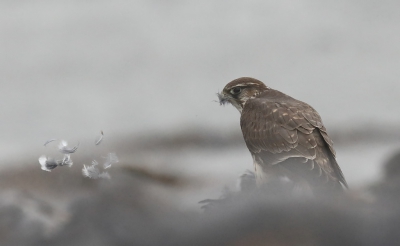 <i class='fa fa-user'></i>&nbsp;loek van de Leur&nbsp;|   Smelleken&nbsp; <i class='fa fa-eye'>&nbsp;417</i> &nbsp;<i class='fa fa-thumbs-up'>&nbsp;2</i> &nbsp; <i class='fa fa-comment-o'>&nbsp;2</i>