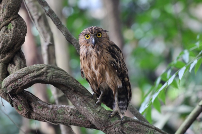 Sungei Buloh Wetland Reserve is a small magrove forest on the north west rim of SIngapore. A nice area for watching eagles, seabirds, kingfishers, but also for this owl. I walked past a small pond and heard some noice in the water, right next to me this owl flew up and presented himself in a tree just five meters awat.