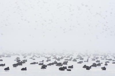 Wie vaak in de mist fotografeert, weet hoe snel de omstandigheden veranderen. Spannend vind ik dat, het ene moment is er licht, dan is het weer donker en ineens zie je vogels vliegen, die je niet eens hoorde aankomen....
In de voorgrond vooral meerkoeten en tafeleenden, vliegend meer kuifeenden