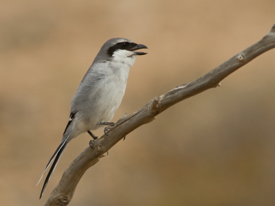 <i class='fa fa-user'></i>&nbsp;JHR&nbsp;|   Woestijnklapekster&nbsp; <i class='fa fa-eye'>&nbsp;396</i> &nbsp;<i class='fa fa-thumbs-up'>&nbsp;1</i> &nbsp; <i class='fa fa-comment-o'>&nbsp;3</i>