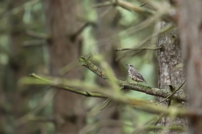 <i class='fa fa-user'></i>&nbsp;Frank Kremer&nbsp;|   Grote Lijster&nbsp; <i class='fa fa-eye'>&nbsp;417</i> &nbsp; <i class='fa fa-comment-o'>&nbsp;10</i>