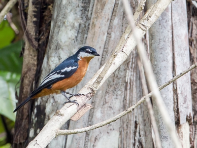 <i class='fa fa-user'></i>&nbsp;Paul van Giersbergen&nbsp;|   Roodbuiktriller&nbsp; <i class='fa fa-eye'>&nbsp;314</i> &nbsp;<i class='fa fa-thumbs-up'>&nbsp;1</i> &nbsp; <i class='fa fa-comment-o'>&nbsp;2</i>