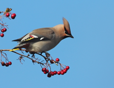 Eindelijk een mooi zonnetje en dus maar even bij de pestvogels kijken 25 stuks en dan maar net diegene eruit pikken welke het mooiste gaat zitten.
ik dacht deze